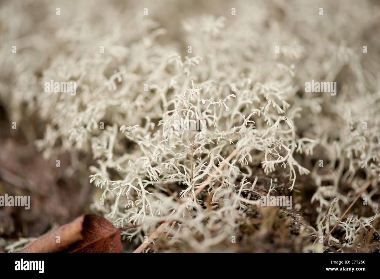 Cladonia rangiferina chiamato licheni delle renne Foto Stock