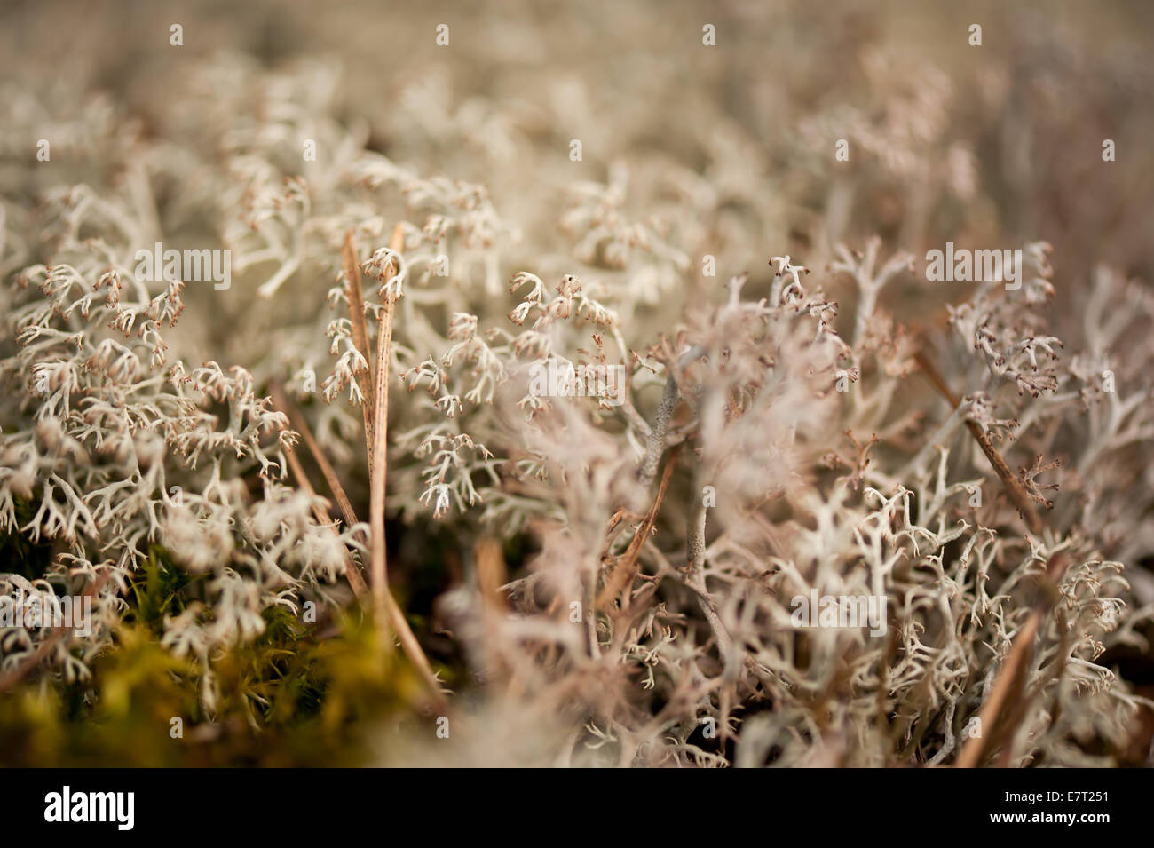 Cladonia rangiferina dettaglio, chiamato licheni delle renne Foto Stock