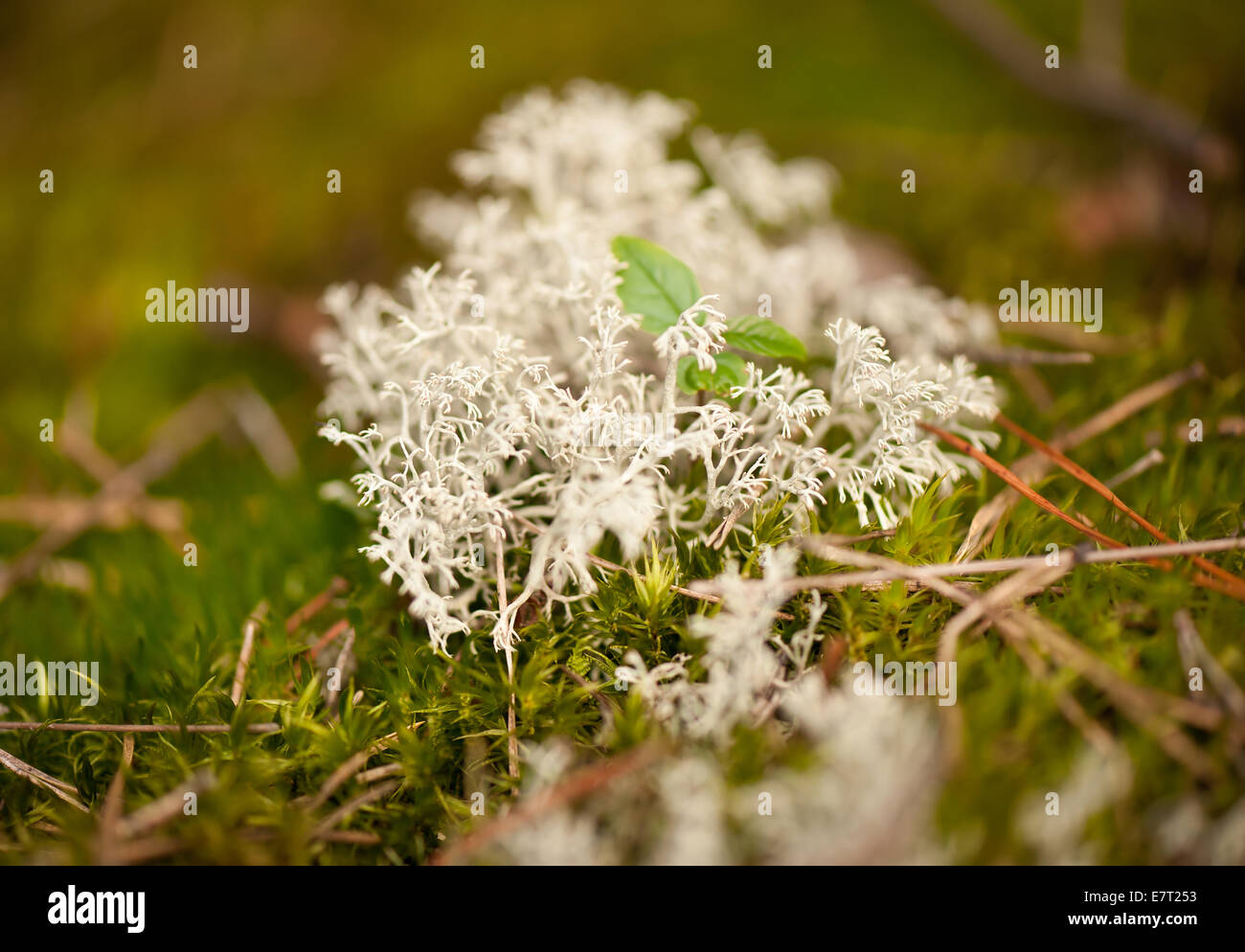 Cladonia rangiferina ammassarsi lichen Foto Stock