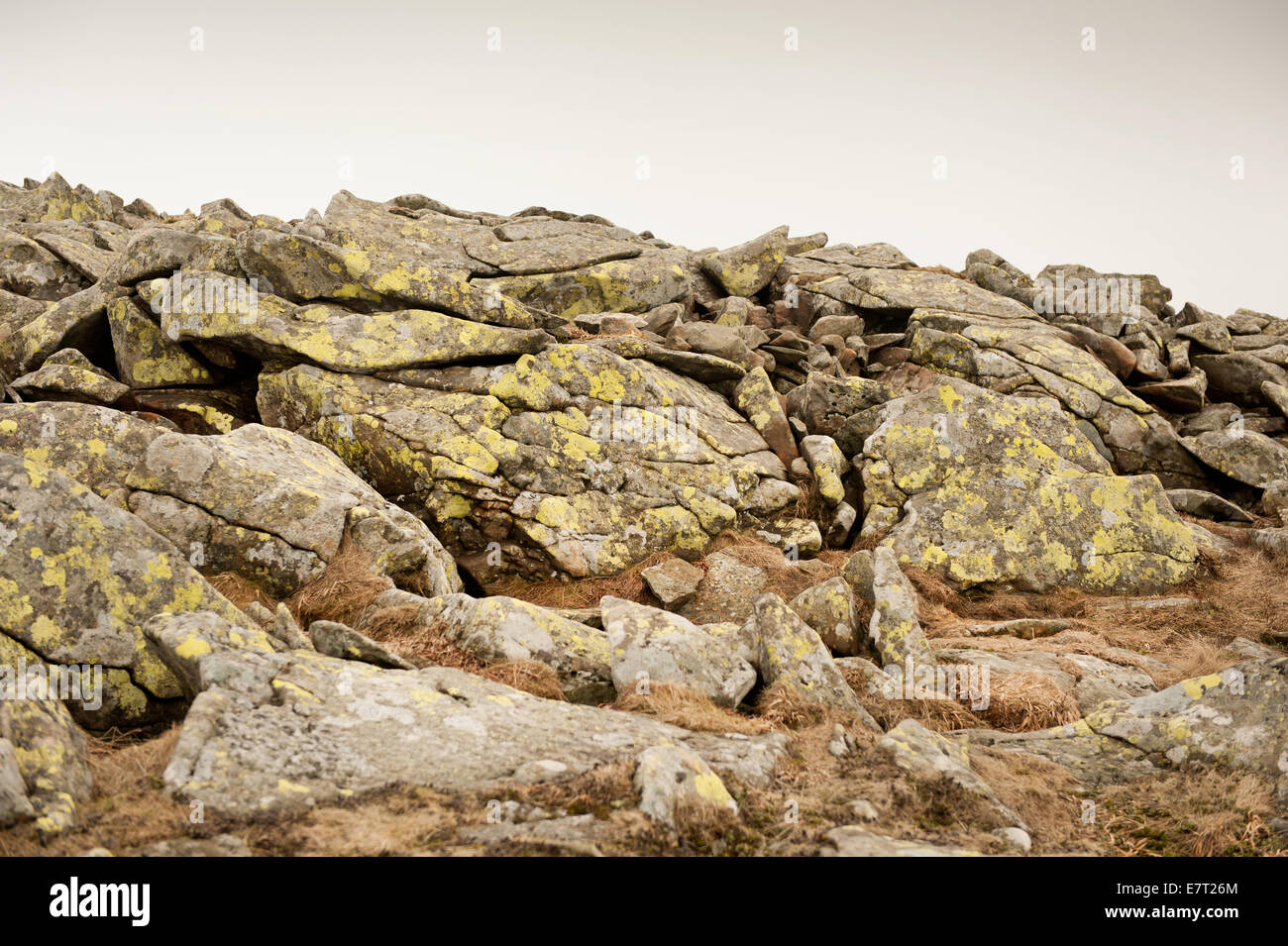 Il Lichen su lastre di pietre in Babia Gora Parco Nazionale Foto Stock
