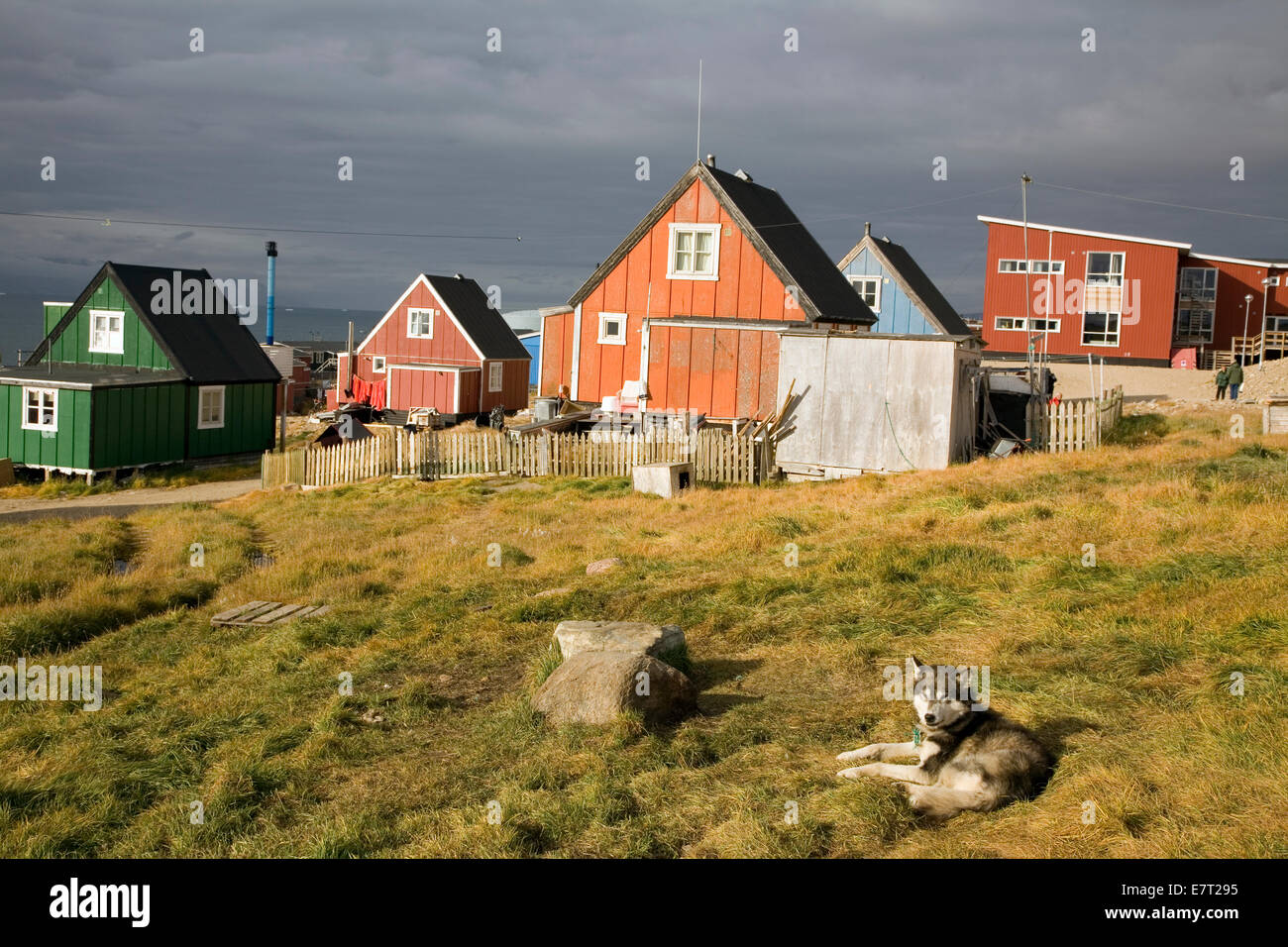 Uno Sled Dog rilassa a Qaanaaq, noto anche come "nuovo Thule,' LA GROENLANDIA Foto Stock