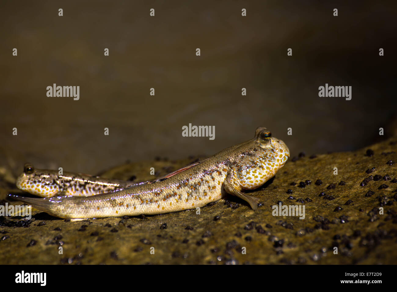 Mudskipper a prendere il sole su una roccia Foto Stock