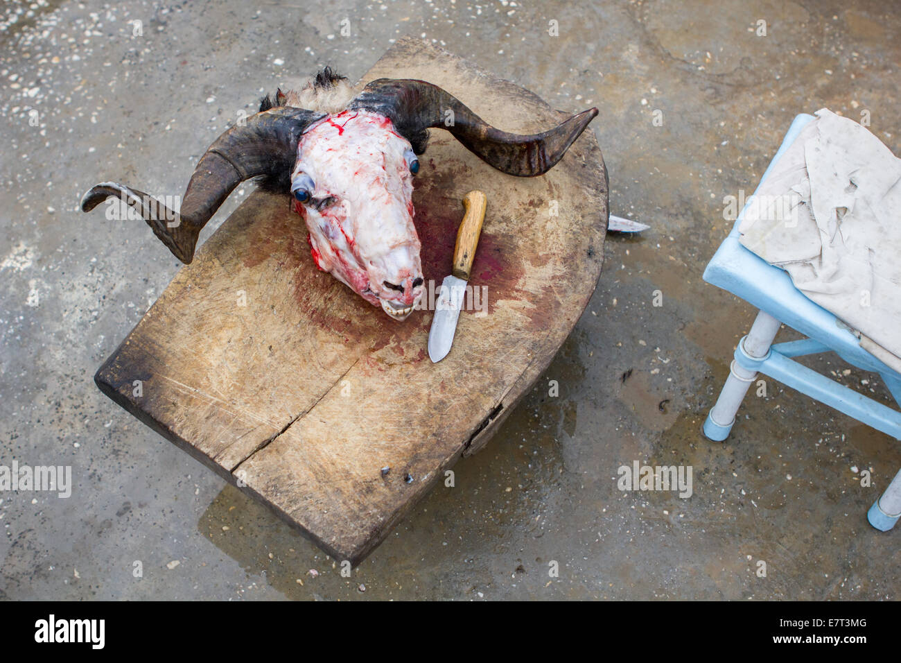 Il cranio di una ram sacrificale che è stata ritualmente uccisi durante la festa islamica del Sacrificio, in Gaziantep, Turchia. Foto Stock