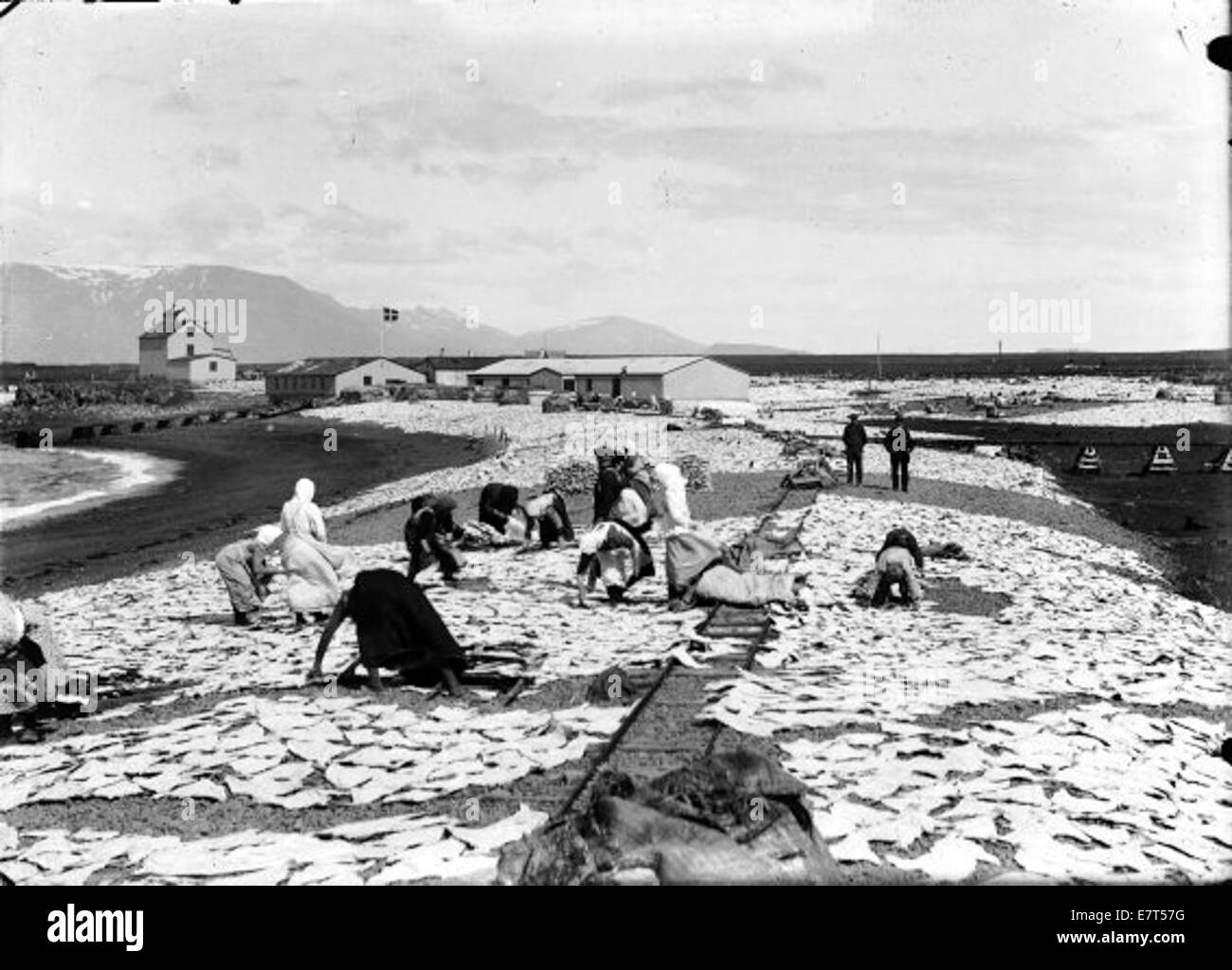 Questa immagine del 1910 circa raffigura l'industria della pesca a Laugarnes, Reykjavik. Mostra la lavorazione del pesce nella zona costiera, sottolineando l'importanza della pesca come mezzo di sostentamento durante l'inizio del XX secolo in Islanda. Foto Stock