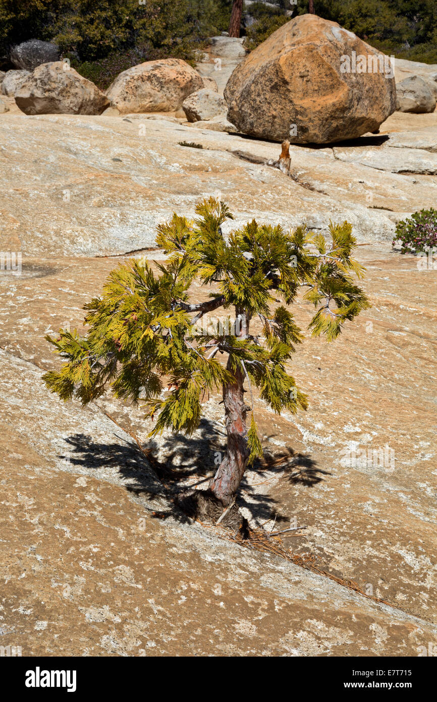 CA02306...CALIFORNIA - Albero di tentare di far crescere in una ristretta cricca in granito lungo il John Muir Trail nel Parco Nazionale di Yosemite. Foto Stock