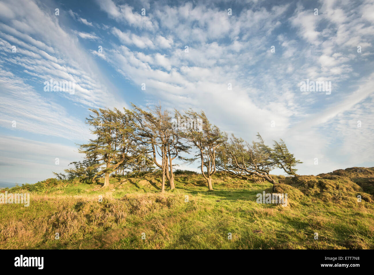 Sgombro cielo sopra ceduo di alberi, Gummer è come, Lake District inglese Foto Stock