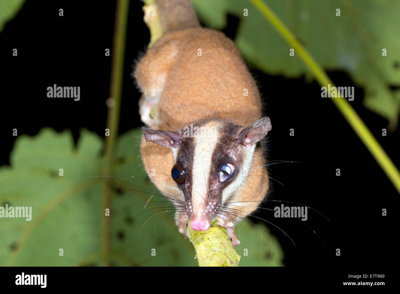Di opossum con un occhio danneggiato su un ramo nella foresta pluviale, Ecuador Foto Stock