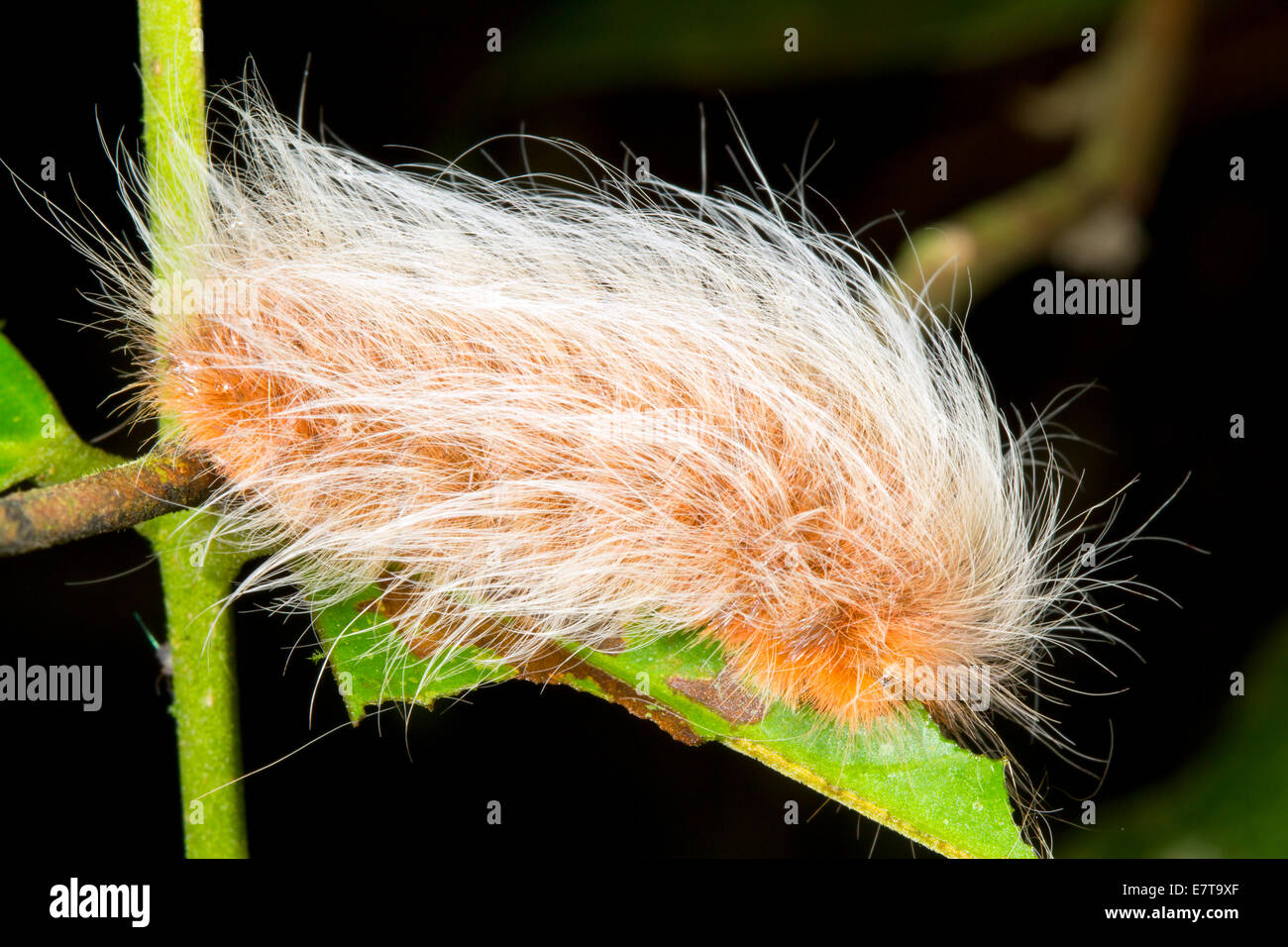 Un molto pelosi caterpillar nel sottobosco della foresta pluviale, Ecuador. Foto Stock