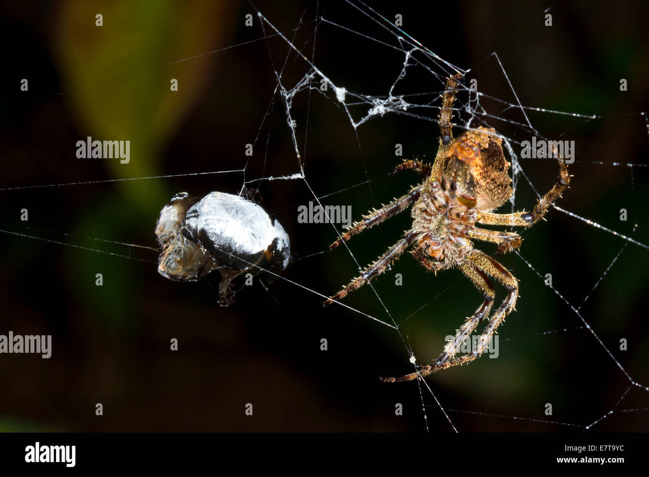 Grandi orb-web spider con un oggetto di preda nel suo web, Ecuador Foto Stock