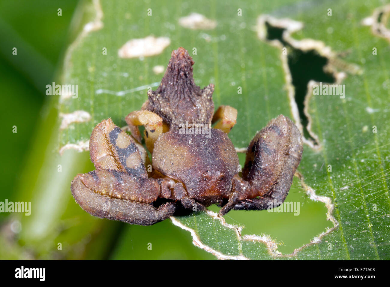 Un insolito ragno granchio (Famiglia Thomisidae) con piccoli occhi, Ecuador Foto Stock