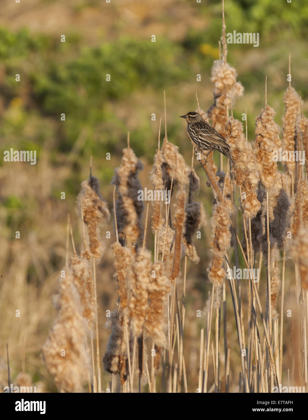 Sparrow permanente sulla cattails nel nord KY Foto Stock