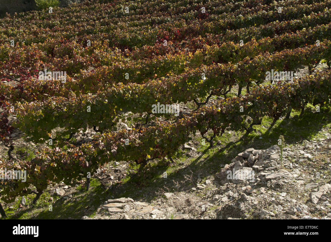 I vigneti di La regione del Douro, Favaios, Portogallo Foto Stock