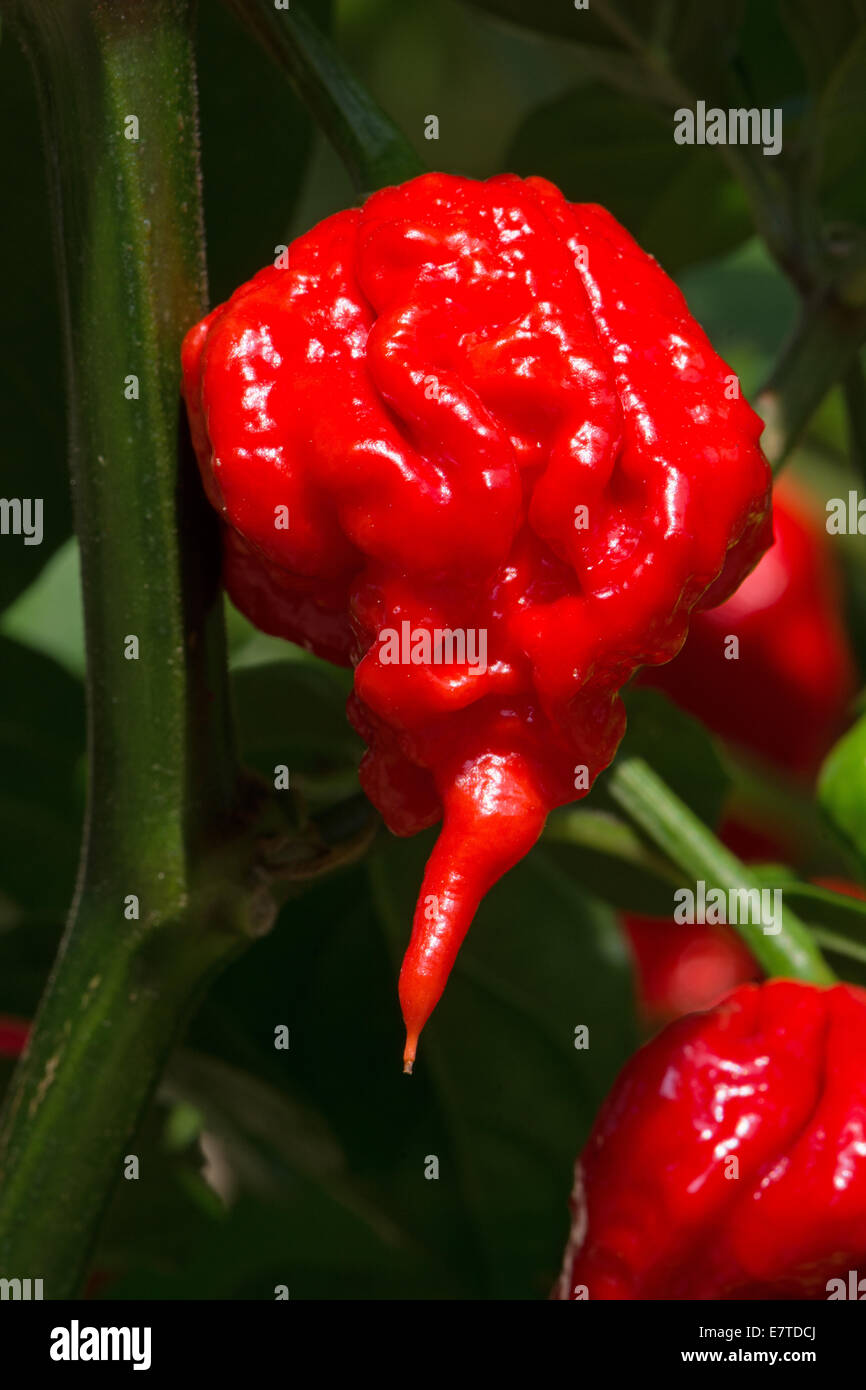 Una mietitrice Carolina (Capsicum chinense), confermata da Guinness World Record come essendo il mondo più calde di chili (2013). Foto Stock