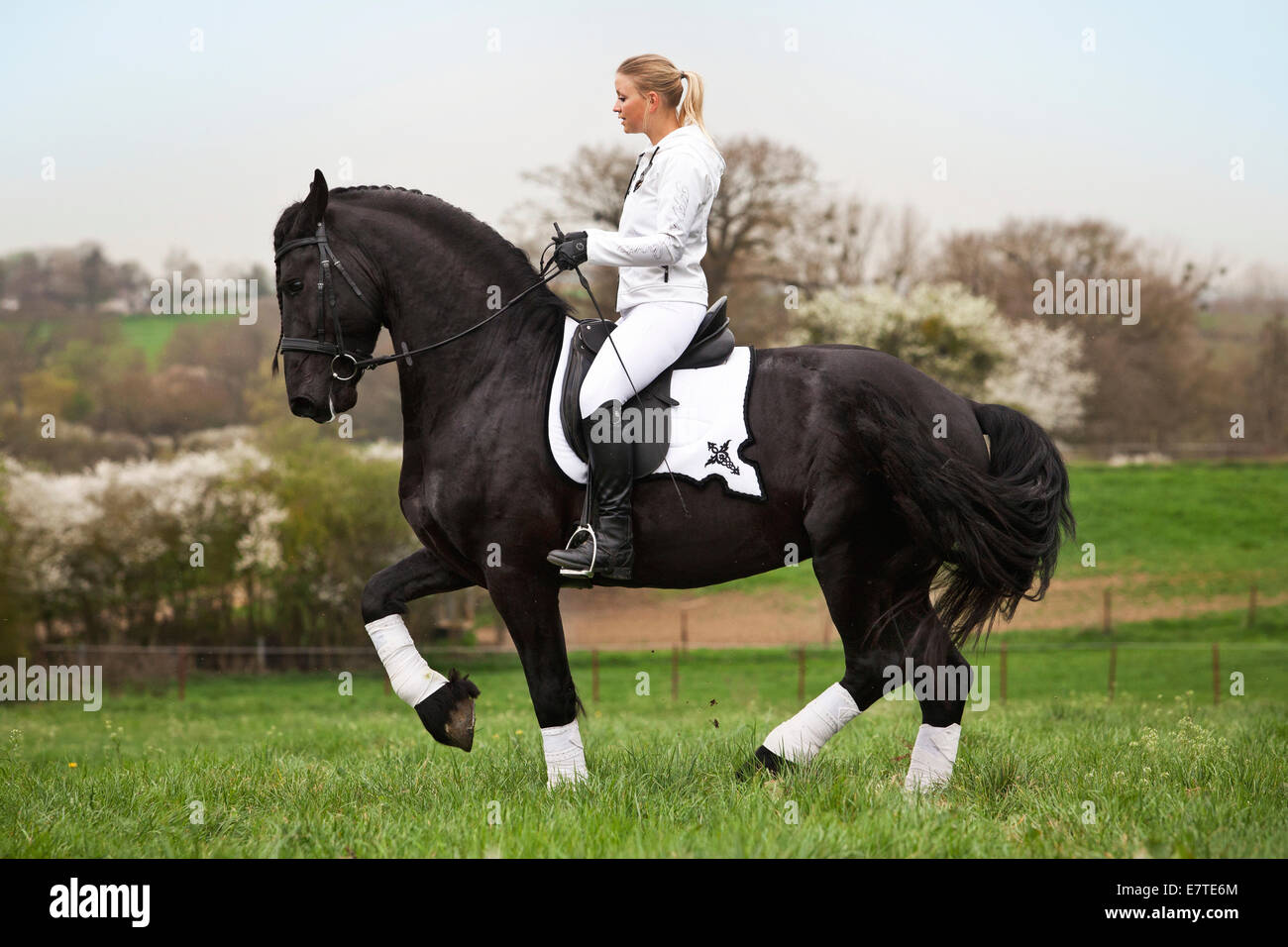 Il frisone o Frisone cavallo stallone con una femmina di cavaliere a cavallo su un prato, classica dressage, piaffe su un allentamento rein Foto Stock