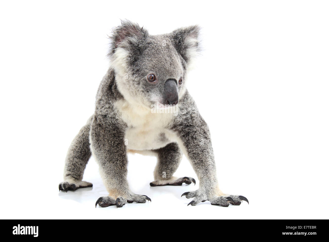 Koala (Phascolarctos cinereus) Foto Stock