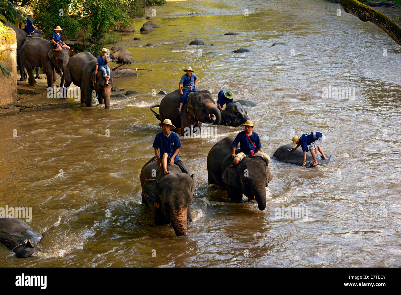 La balneazione Mahouts loro o Asiatico elefanti asiatici (Elephas maximus) nel codolo di Mae River, Maetaman Elephant Camp Foto Stock