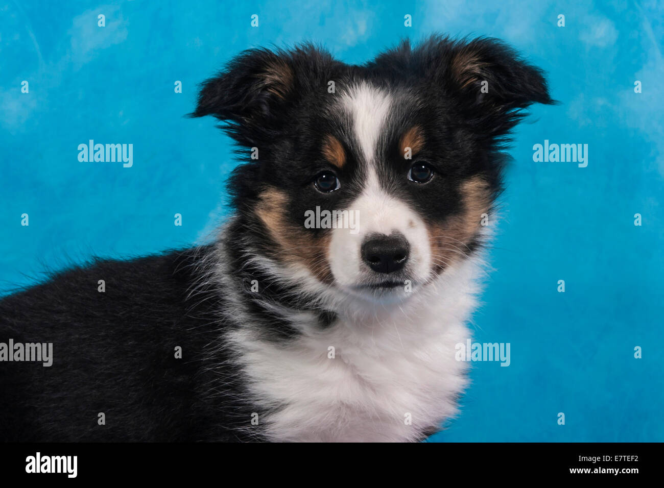 Border Collie cucciolo, ritratto Foto Stock