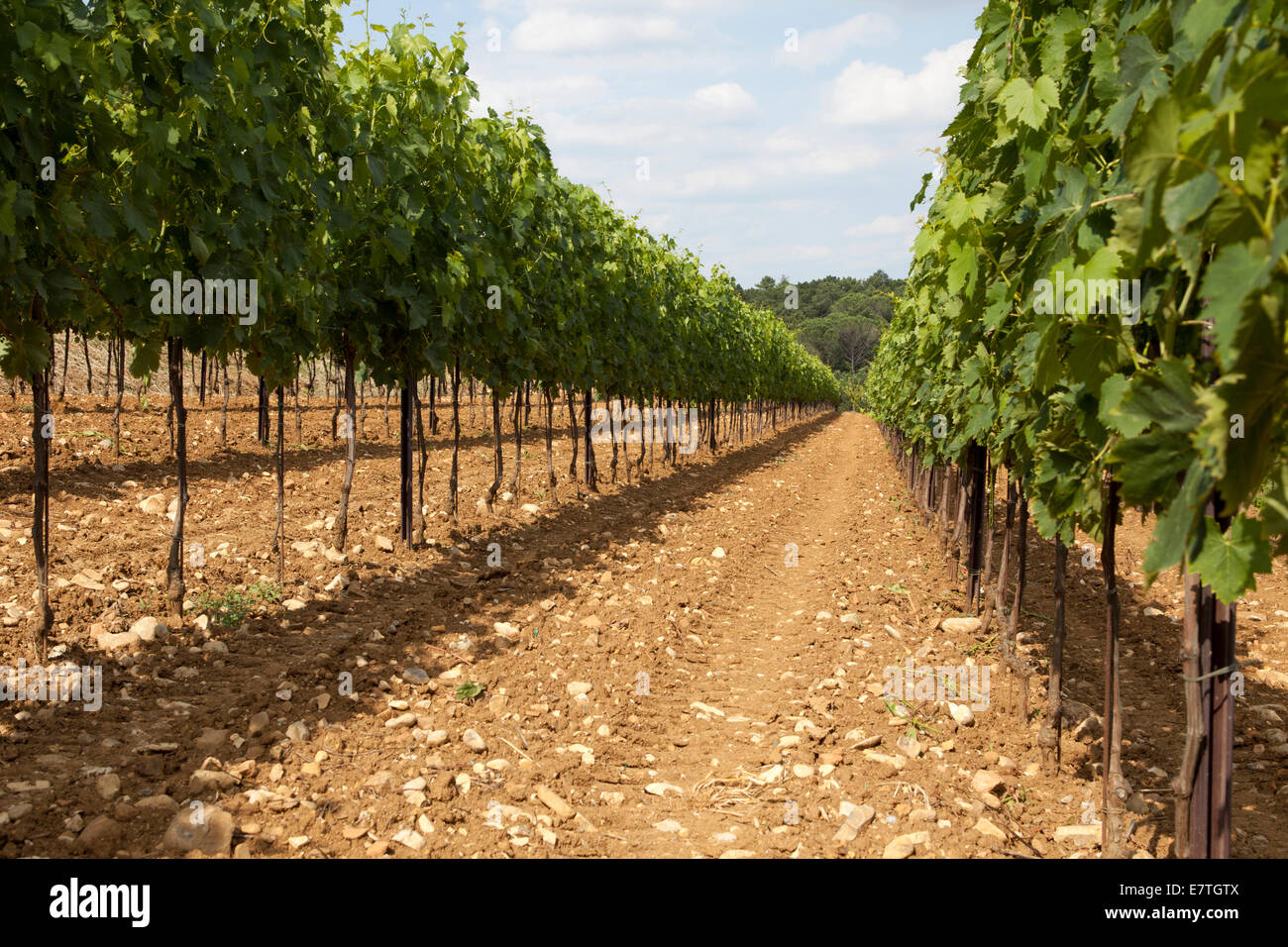 Vigneto, Tavarnelle Val Di Pesa Chianti, Toscana, Italia Foto Stock