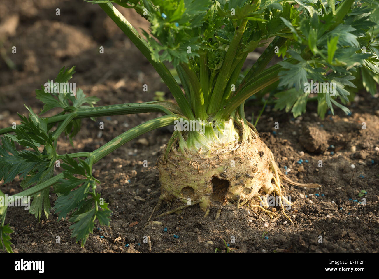 Sul serio una grande raccolto di radice di sedano coltivare il sedano rapa monarch con alcuni danni causati da lumache e limacce con pellet di verde Foto Stock