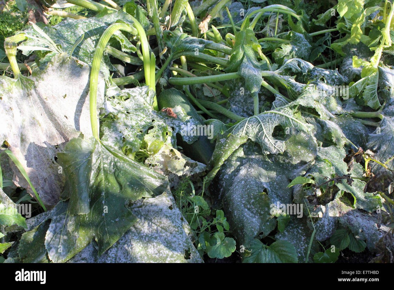 24 settembre 2014, Helsinki, Finlandia. Zucchine congelate come far cadere le temperature di notte i giardinieri hanno preso di sorpresa in area ecologica di Viikki, Helsinki, Finlandia. Le temperature in Finlandia sono diminuiti drasticamente negli ultimi giorni come sabato scorso la capitale finlandese goduto quasi + 20 temperature. Foto Stock