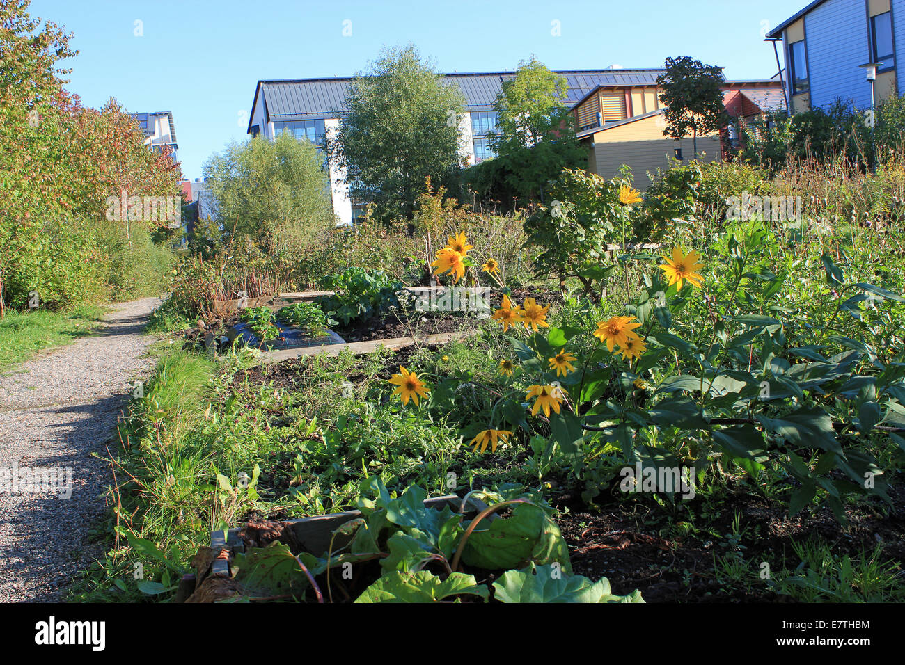 24 settembre 2014, Helsinki, Finlandia. Far cadere le temperature di notte i giardinieri hanno preso di sorpresa in area ecologica di Viikki, Helsinki, Finlandia. Le temperature in Finlandia sono diminuiti drasticamente negli ultimi giorni. Area Ecologica di Viikki a Helsinki è il più grande edificio sostenibile lo sviluppo in Finlandia. Foto Stock