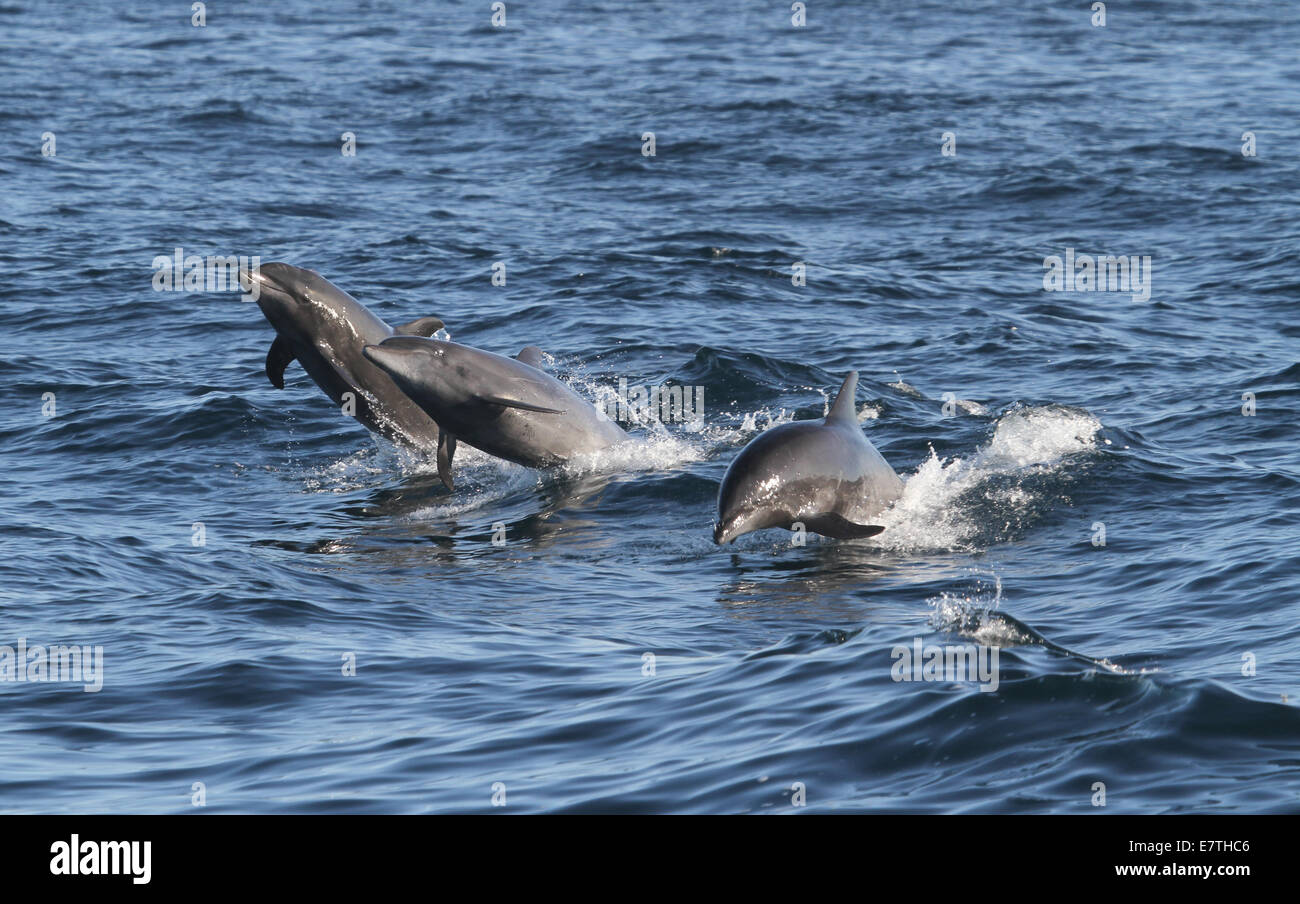 3 delfini a naso di bottiglia di equitazione di prua Foto Stock