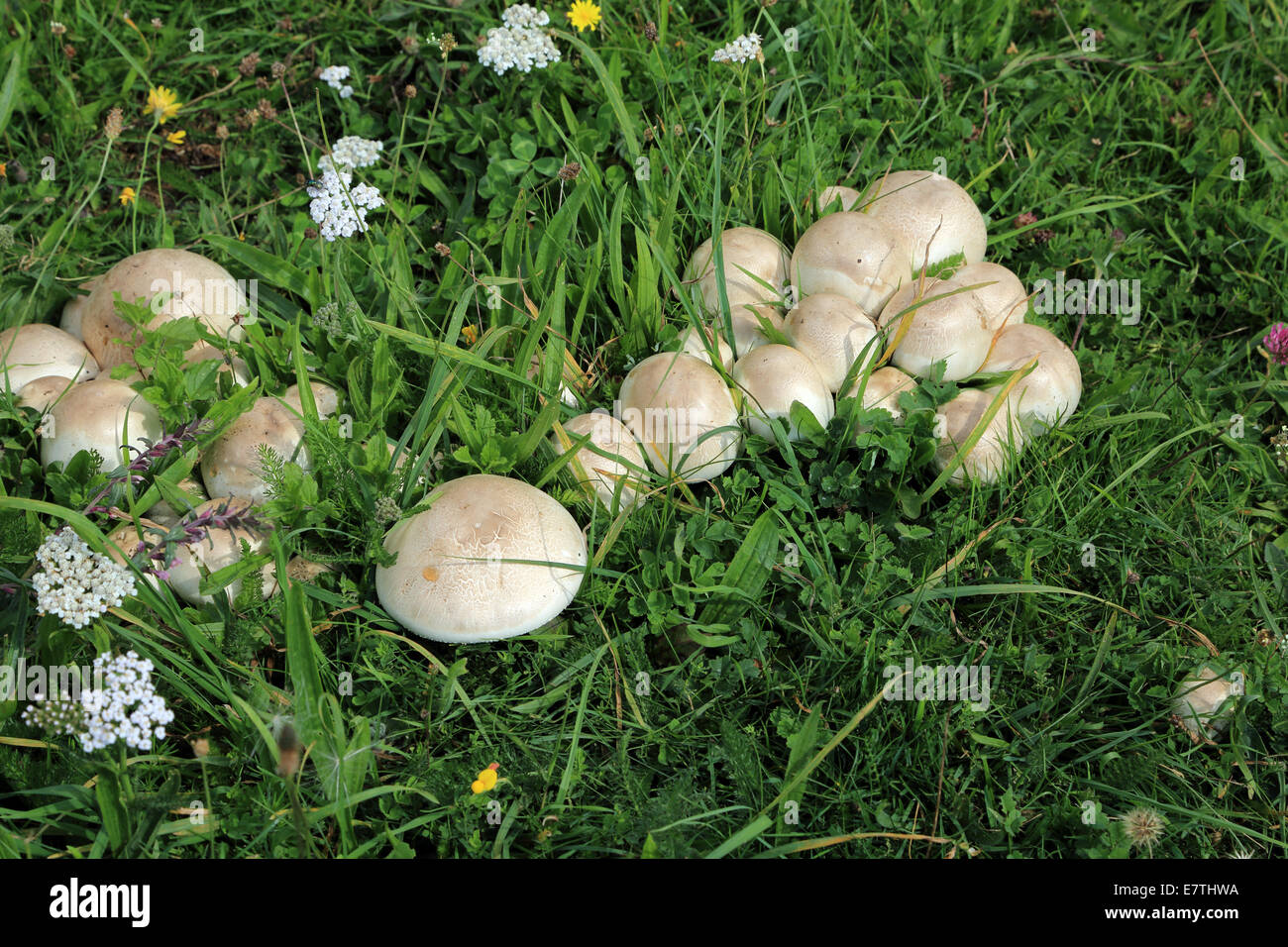 Funghi su campi che si affaccia Brook da Coldharbor Lane, Wye Downs, North Downs, Kent, Inghilterra Foto Stock