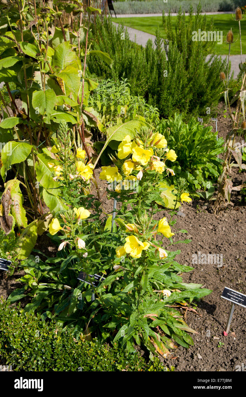 Enotera Oenothera biennis, Physic Garden, Cowbridge, Vale of Glamorgan, South Wales, Regno Unito. Foto Stock