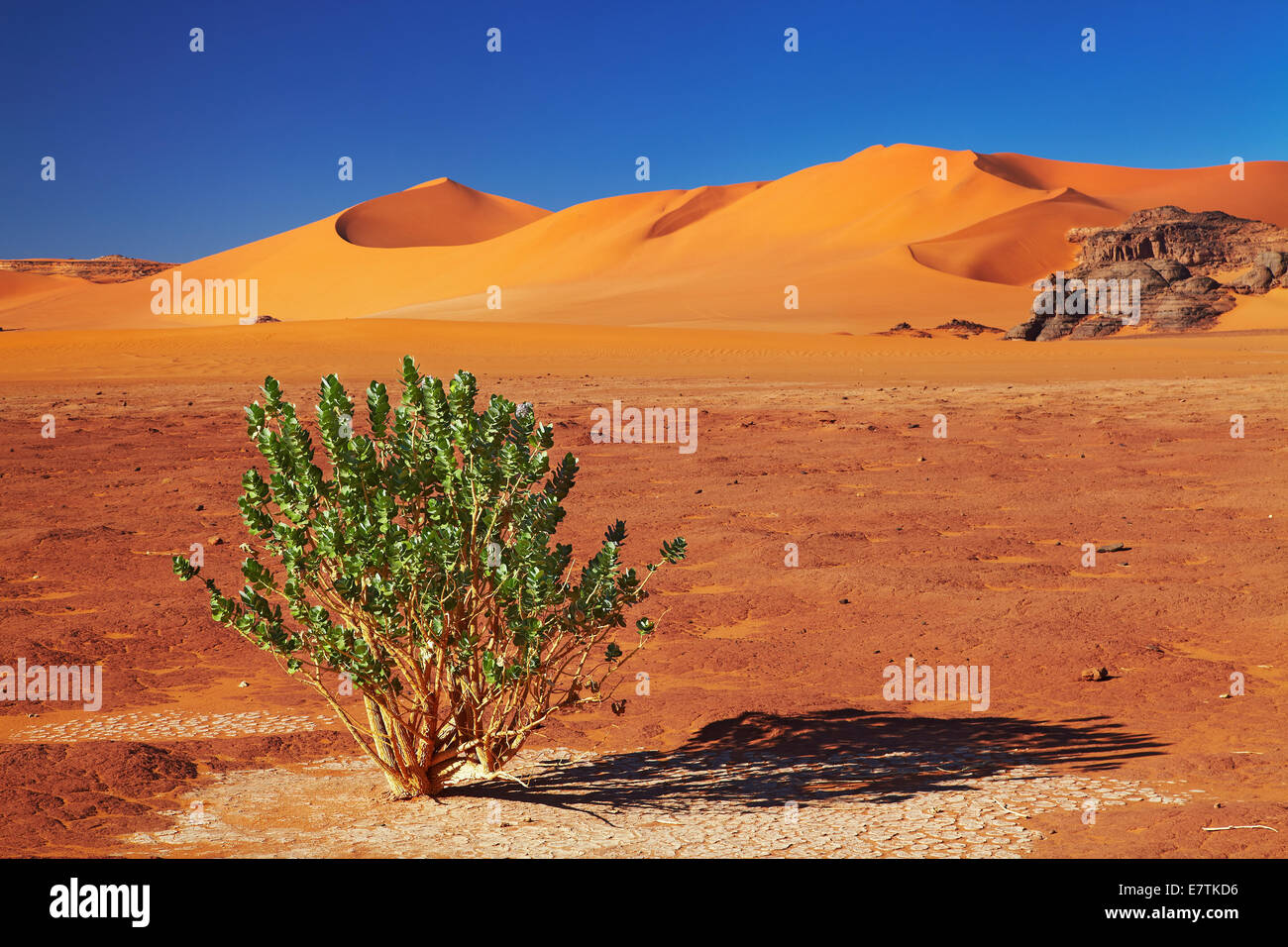 Unico albero nel deserto del Sahara, Tadrart, Algeria Foto Stock