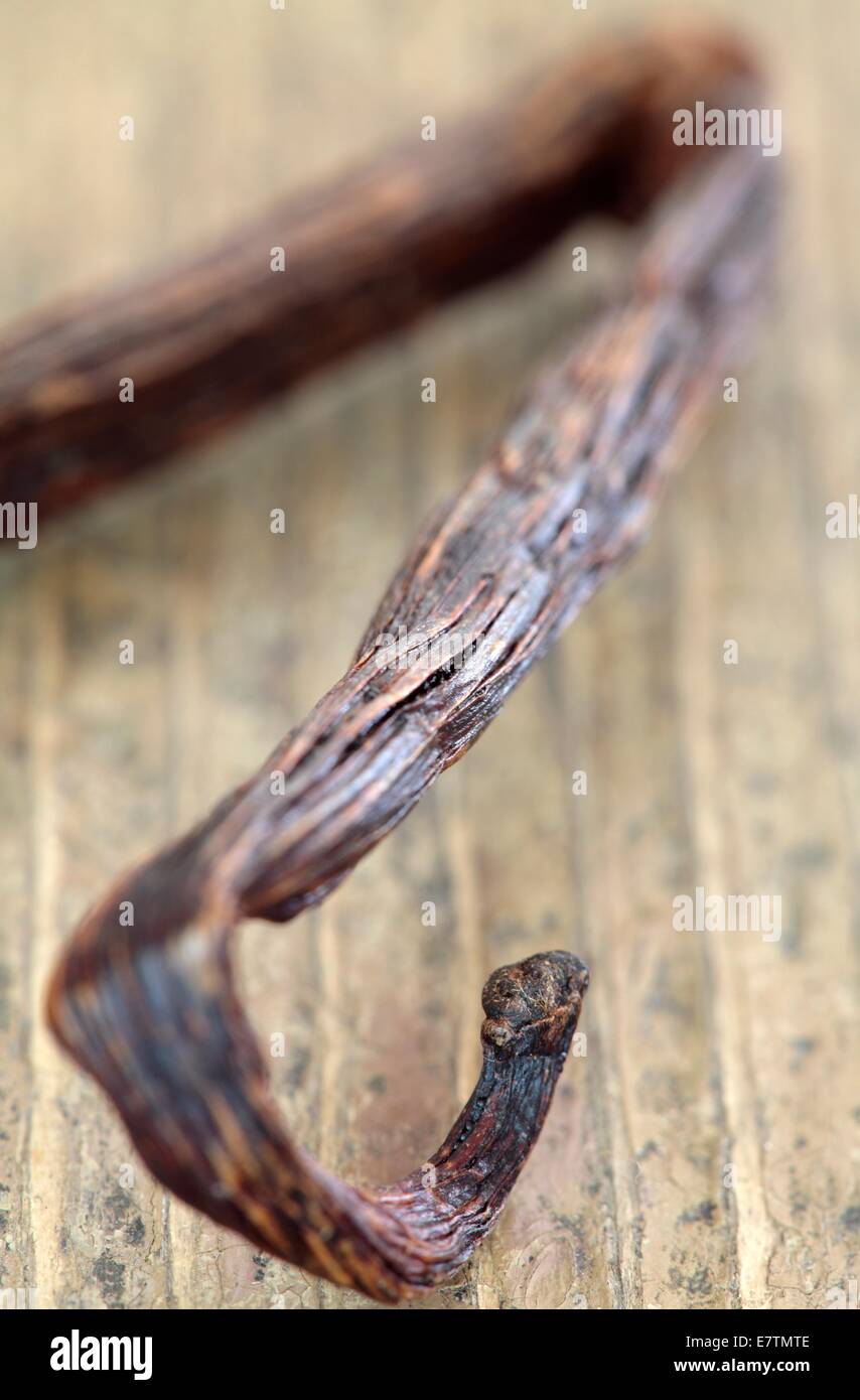 Baccello di vaniglia (Vanilla planifolia). Foto Stock