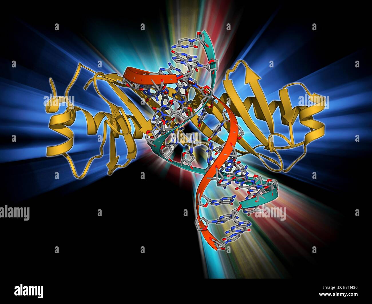 TATA box-proteina di legame di DNA di e. Il modello molecolare che mostra un TATA box-binding protein (TBP) complessato con un filamento di DNA (acido desossiribonucleico, rosso e blu). TATA box si trovano nella regione del promotore di un gene, la zona in cui la trascrizione è initiat Foto Stock