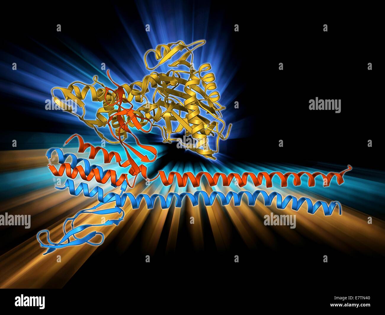 Fattore di scambio nucleotidico. Il modello molecolare del fattore di scambio nucleotidico GrpE proteina complessata con la proteina chaperone DnaK. GrpE promuove la dissociazione di ADP (adenosina difosfato) da DnaK. Foto Stock