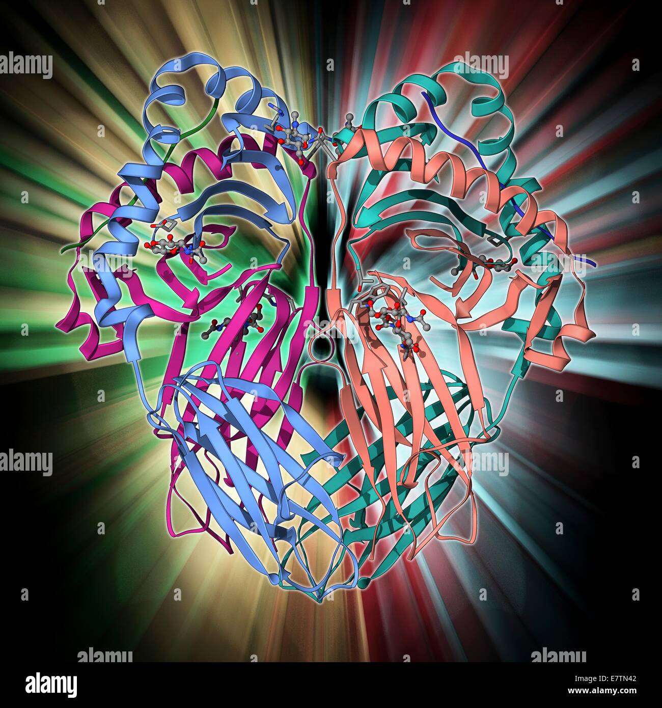 Proteina MHC complessato con virus influenzale. Il modello molecolare che mostra umani di classe II (MHC complesso maggiore di istocompatibilità) proteina HLA-DR1 complessato con un influenza (flu) di peptide di virus. Le molecole di MHC di classe II sono molecole di superficie cellulare che sono parte della imm Foto Stock