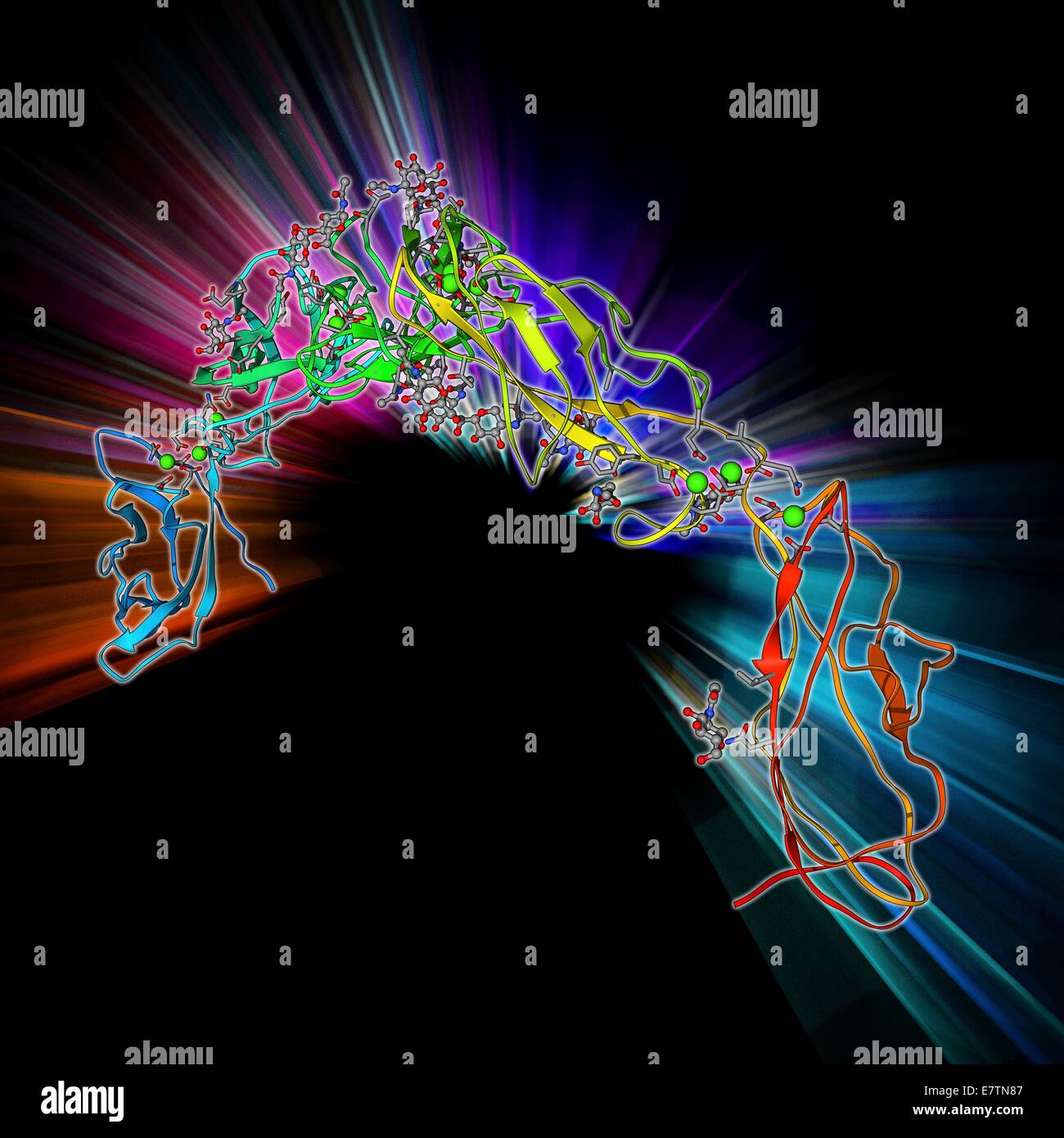 Proteina di adesione cellulare. Il modello molecolare dell'ectodominio della proteina di adesione cellulare c-caderina. Questa proteina transmembrana facilita l'adesione tra cellule in tessuti solidi. Foto Stock