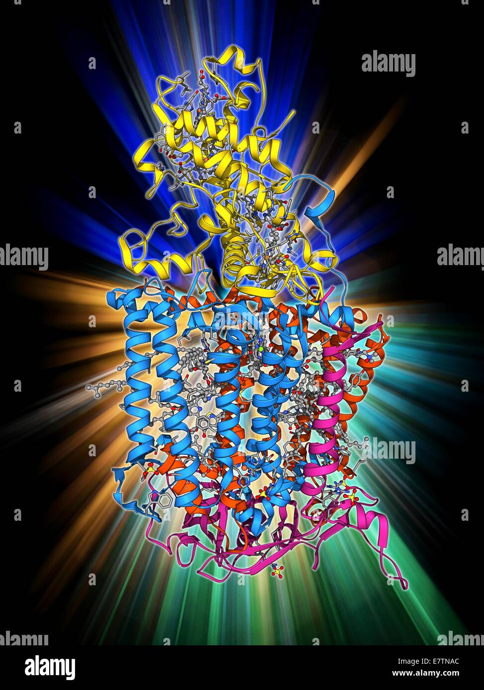 Reazione fotosintetica center. Il modello molecolare della reazione fotosintetica centro dal batterio viola Rhodopseudomonas viridis. Questo complesso contiene enzimi che assorbono la luce e utilizzarlo per ridurre (aggiungere gli elettroni ad altre molecole. Foto Stock