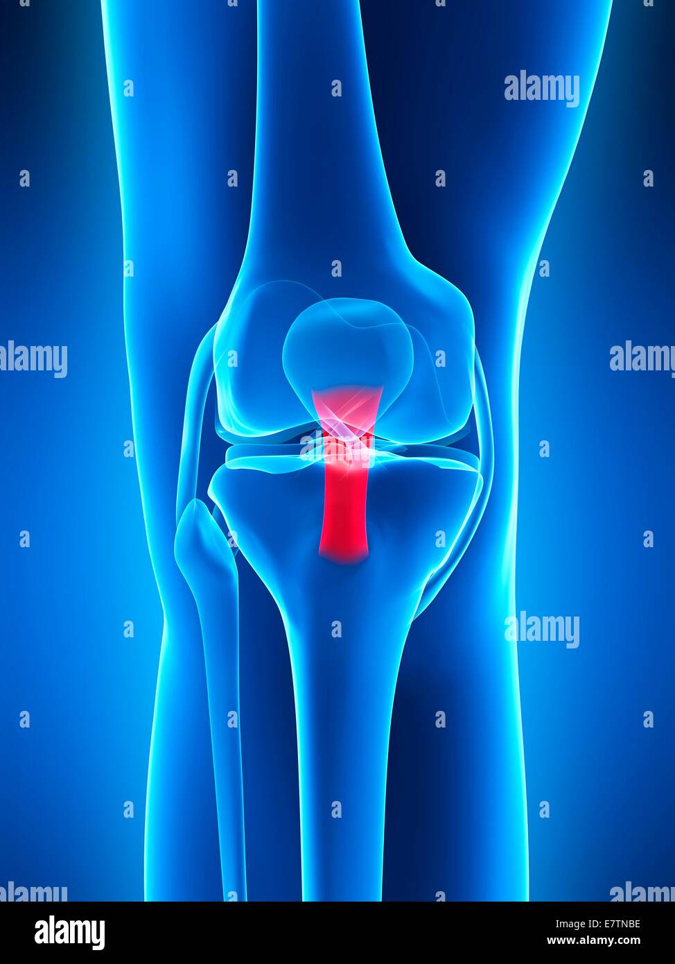 Ginocchio umano anatomia, computer grafica. Foto Stock