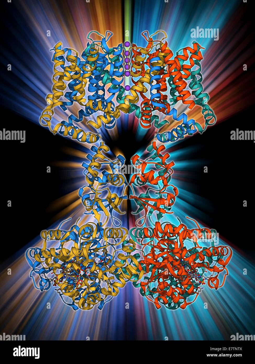 Tensione-gated potassio (KV) canale ionico, modello molecolare. I canali ionici sono proteine transmembranali che formano pori nelle membrane cellulari e agire come percorsi per il movimento di ioni inorganici dentro e fuori la cella. Canali Kv sono specifici per il potassio Foto Stock