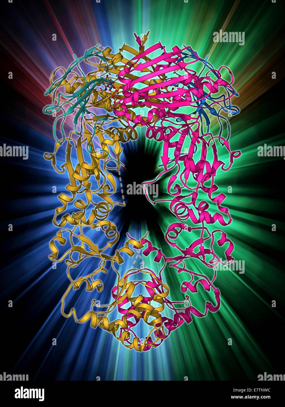 Heat Shock Protein 90 (Hsp90) complesso di chaperone molecolare a modello. Hsp90 è un chaperone molecolare e un membro della proteina da shock termico (HSP) famiglia. Le HSP sono un gruppo di proteine i cui livelli aumentano quando le cellule sono esposte a temperature sollevato o altri Foto Stock