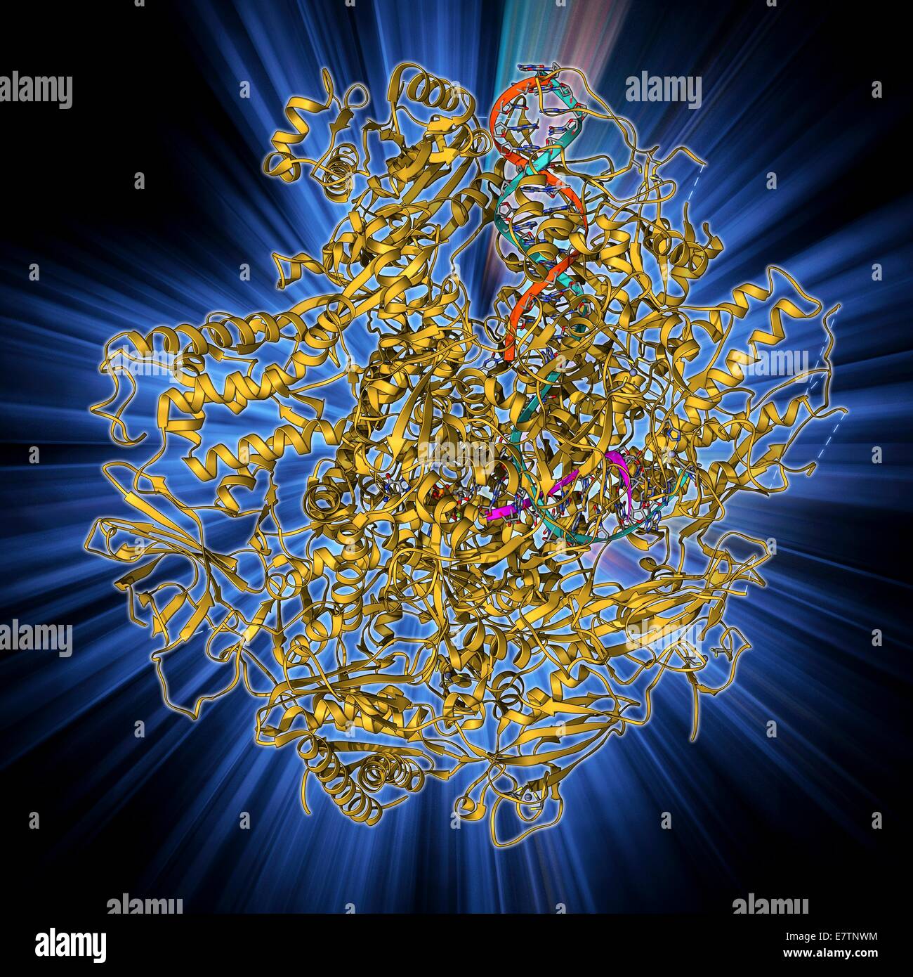 La trascrizione del DNA. Il modello molecolare dell'enzima RNA polimerasi II Sintesi di un mRNA (acido ribonucleico messaggero) filamento da un DNA (acido desossiribonucleico) modello. Polimerasi II riconosce un segno di inizio sul filamento di DNA e quindi si muove lungo il filamento Foto Stock