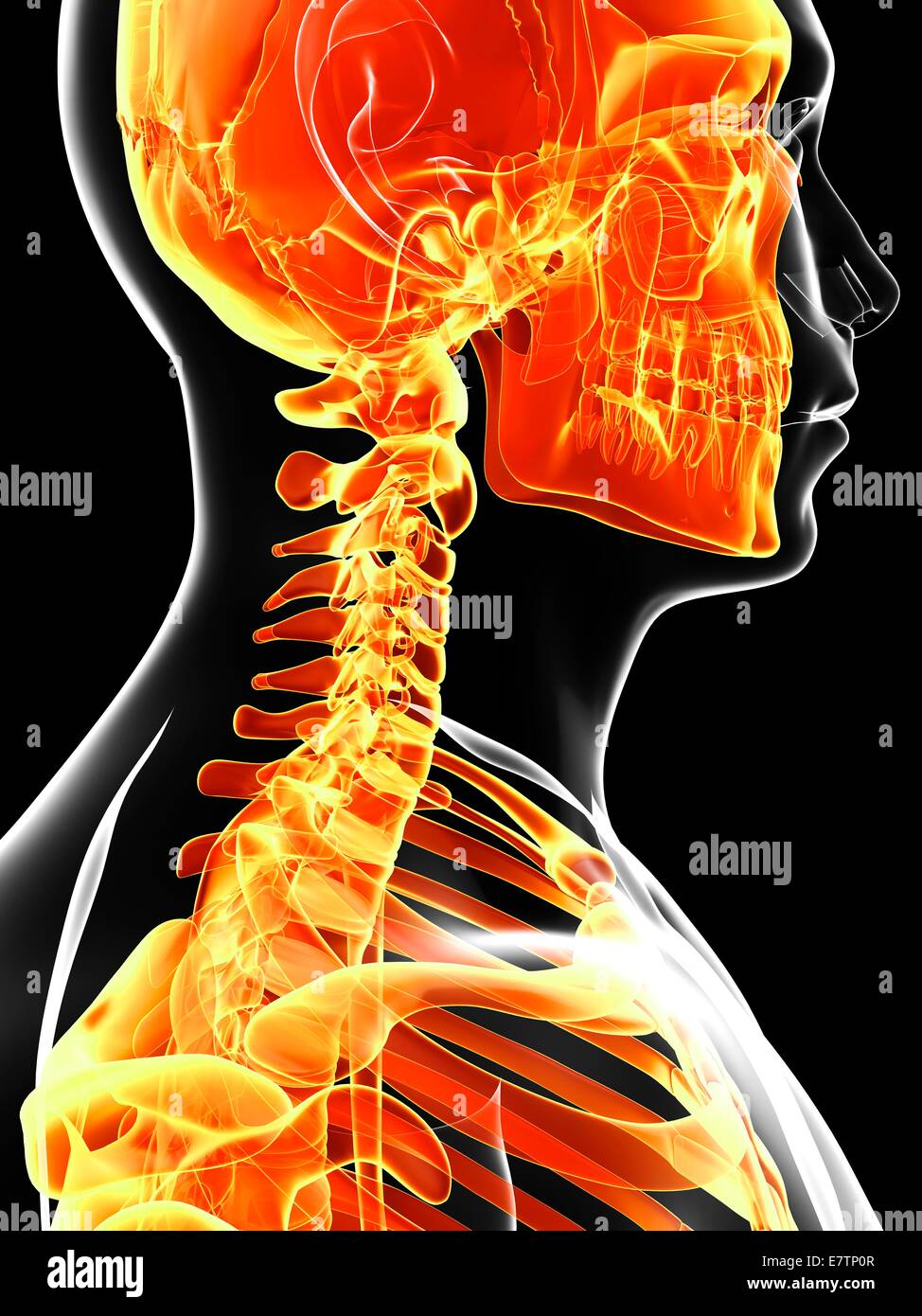 Cranio umano e le ossa del collo, computer grafica. Foto Stock