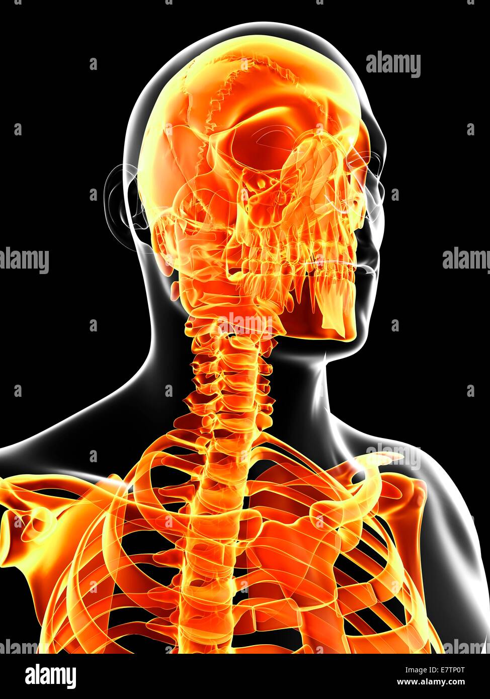 Cranio umano e le ossa del collo, computer grafica. Foto Stock