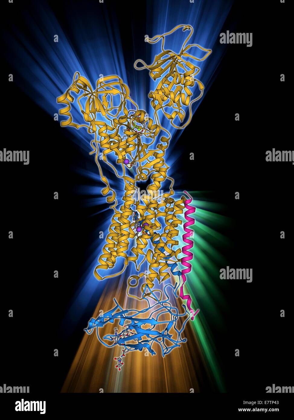 Sodio-potassio ione proteina della pompa, modello molecolare. 'Atpasi sodio-potassio (adenosina triphosphatase) è un ATP-powered pompa a ioni trovati in tutte le cellule animali. Essa è responsabile di mantenere alta la concentrazione di ioni potassio e bassa concentrazione di o Foto Stock