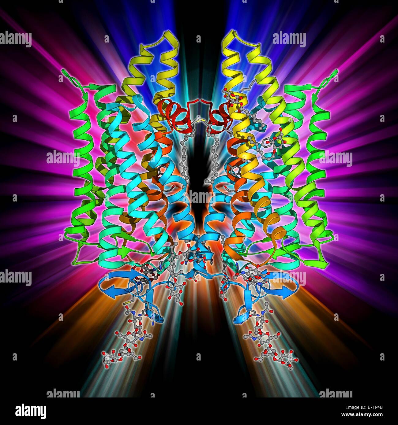 DNA e MECP2 complesso. Il modello molecolare di MECP2 (methyl CpG binding protein 2 (sindrome di Rett) legato al BDNF (brain-derived neurotrophic factor) gene su un filamento di DNA metilato DNA (acido desossiribonucleico, rosso e blu). MECP2 è una proteina che è essen Foto Stock