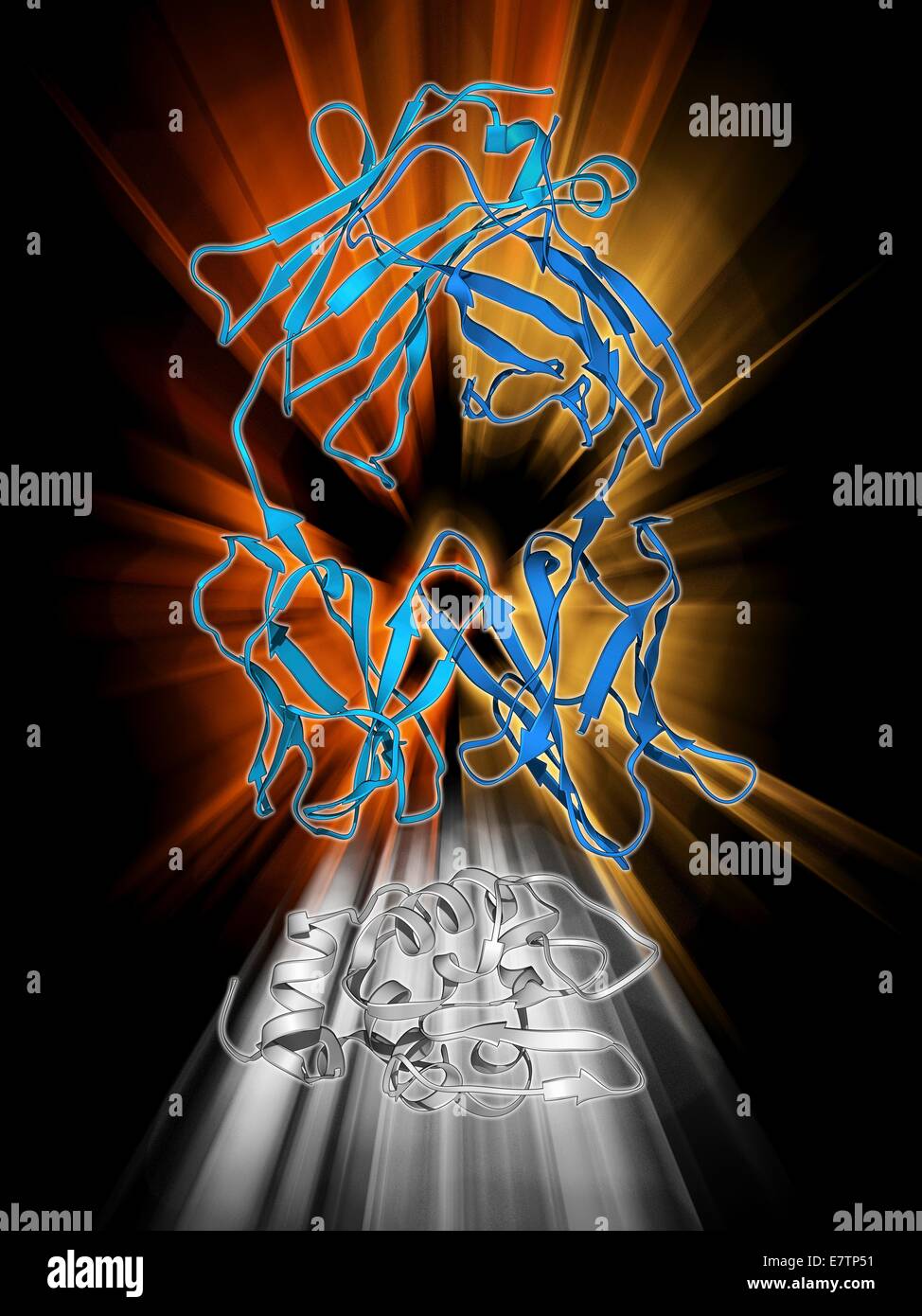 L'immunoglobulina G e il bianco d'uovo. Il modello molecolare di un anticorpo di immunoglobulina G (IgG) legato ad una molecola di albume di uovo di gallina. Questa è la più abbondante e di immunoglobulina si trova in tutti i fluidi corporei. Ciascuna sagomata a Y molecola ha due bracci (superiore) che può legarsi a sp Foto Stock