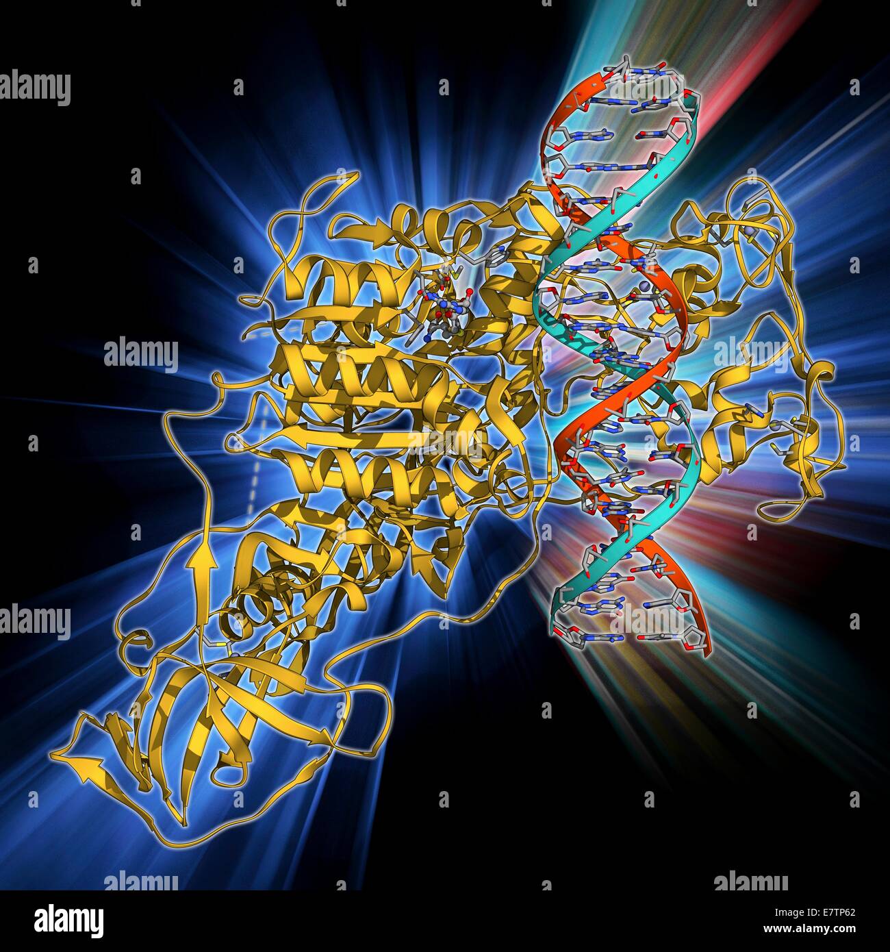 Metiltransferasi complessati a DNA, modello molecolare. Il filamento di DNA (acido desossiribonucleico, rosso e blu) è racchiuso da un DNA metiltransferasi 1 (DNMT-1, beige). Questo enzima agisce per aggiungere i gruppi metile e il DNA è un processo noto come il processo di metilazione del DNA, whic Foto Stock