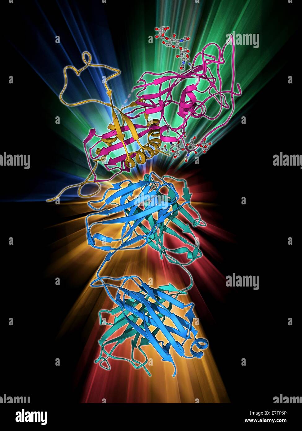 Virus Ebola glicoproteina e anticorpo. Il modello molecolare di una glicoproteina di superficie dal virus Ebola (EBOV) legato ad un anticorpo. Il virus di Ebola provoca gravi e spesso fatali della malattia negli esseri umani e primati non umani (scimmie, gorilla e scimpanzé). Foto Stock