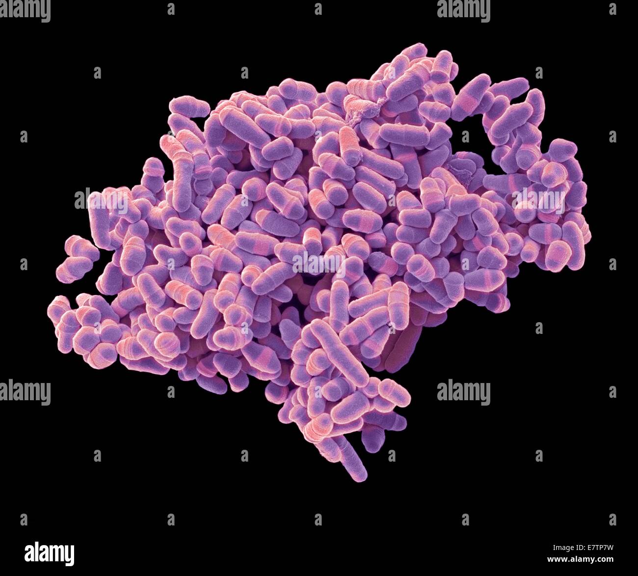 Color scanning electron microfotografia (SEM) di Schizosaccharomyces pombe lievito. S. pombe è un singolo-celled fungo che è ampiamente studiato come un organismo modello per cellula eucariotica divisione. Si tratta di un'asta a forma di lievito che cresce da un allungamento in corrispondenza delle sue estremità. Esso r Foto Stock