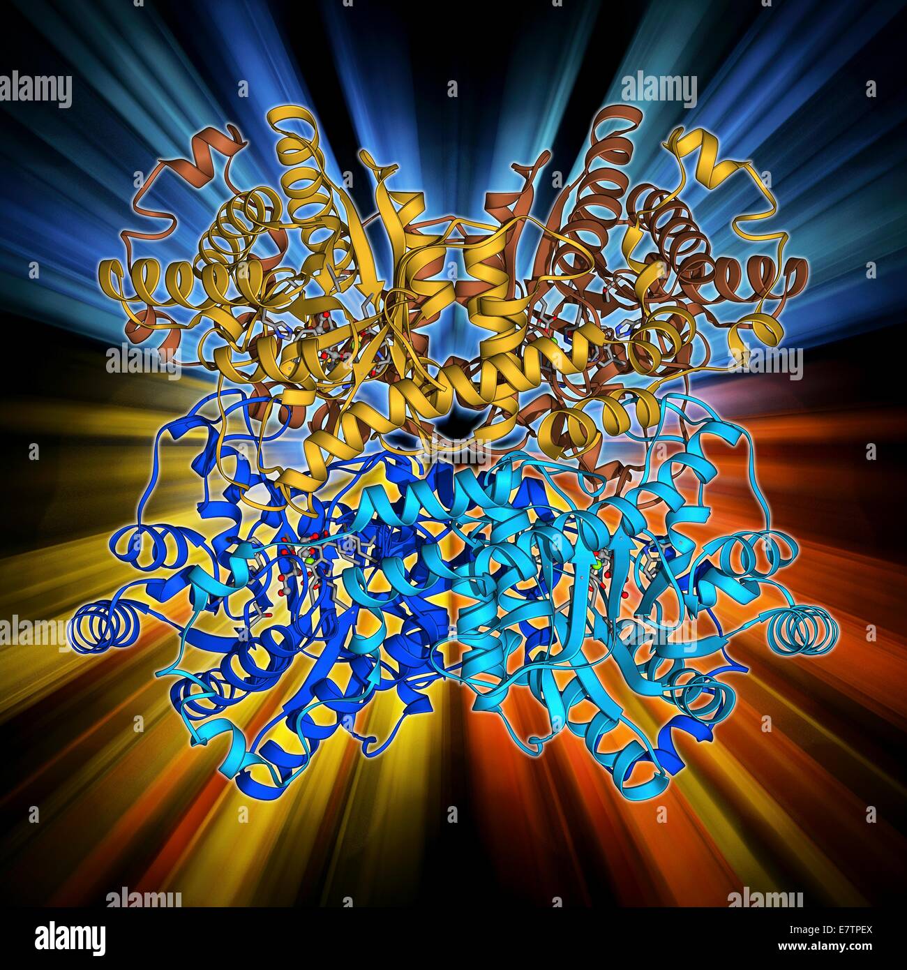 Xilosio isomerasi complesso. Il modello molecolare dell'enzima D-xilosio isomerasi legati all'alcool di zucchero sorbitolo. D-xilosio isomerasi è coinvolto in fruttosio e mannosio metabolismo. Foto Stock