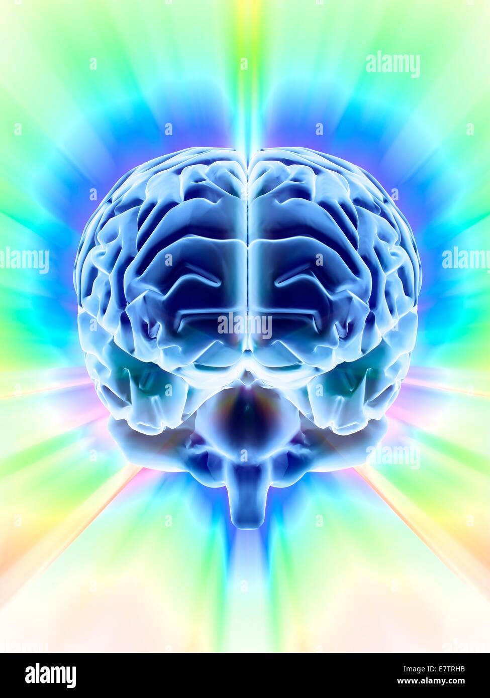 Cervello umano, di computer grafica. Foto Stock