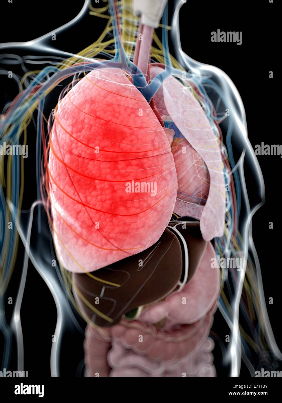 Anatomia umana dei polmoni, computer grafica. Foto Stock
